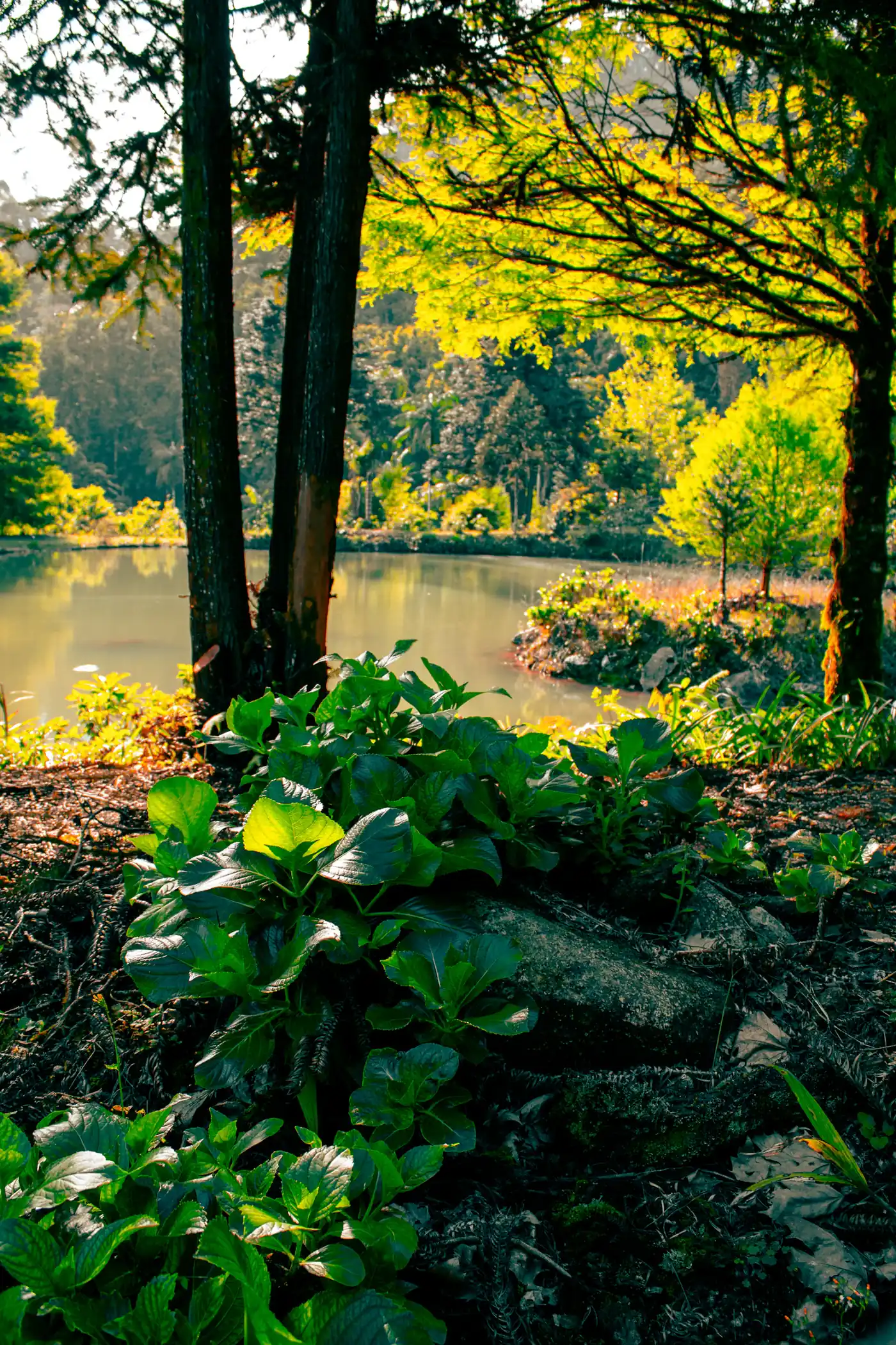 Forest lake with ferns in morning sunlight