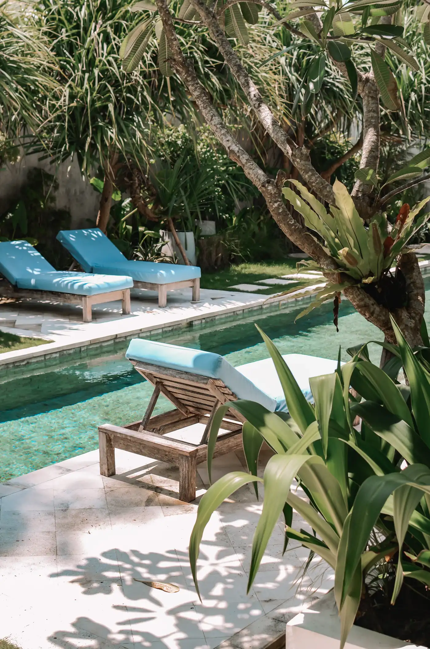Pool with blue loungers framed by plants